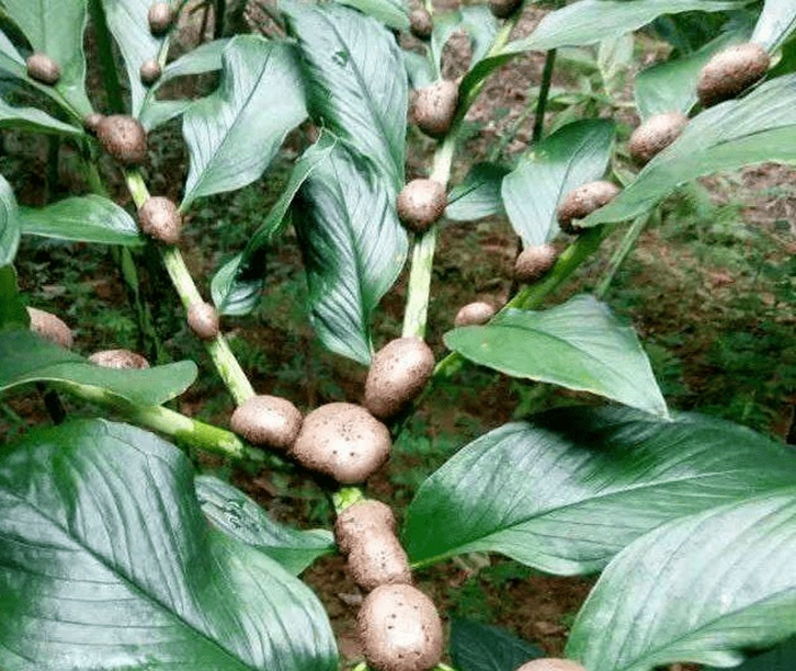 魔芋干進口清關資料