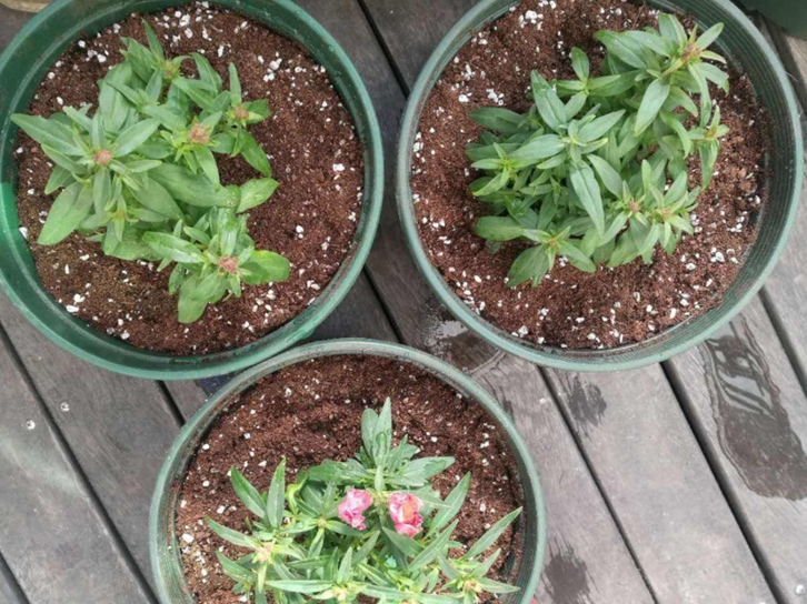 青島進(jìn)口椰糠報(bào)關(guān)公司