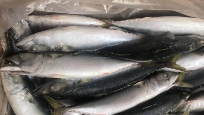 冷凍魚進(jìn)口報關(guān)流程_進(jìn)口冷凍魚到國內(nèi)報關(guān)的注意事項