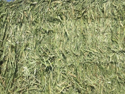 牧草進口清關代理小知識，超詳細