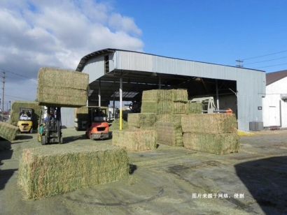 南非苜蓿草進口報關費用-節省50%飼料報關報檢費用