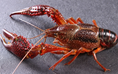 鮮活小龍蝦進口清關怎么操作？需要多長時間？