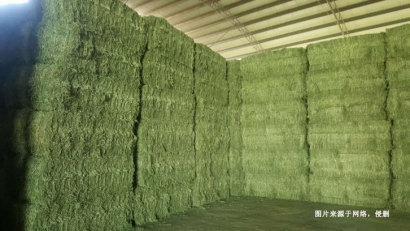 深圳進(jìn)口意大利苜蓿草報關(guān)流程_飼料進(jìn)口通關(guān)要點