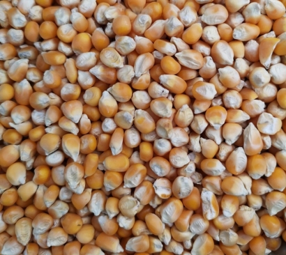 南非干玉米飼料進(jìn)口報關(guān)是否要進(jìn)口配額及注意事項