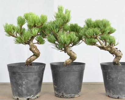 進口日本盆栽植物報關流程_活體植物進口通關手續