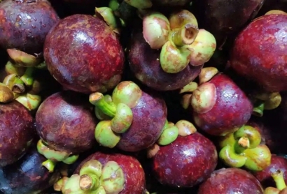 越南山竹進(jìn)口清關(guān)費用_水果山竹進(jìn)口清關(guān)流程