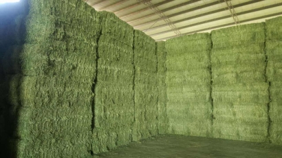 武漢進口西班牙苜蓿草報關(guān)資料6樣-飼料通關(guān)要點