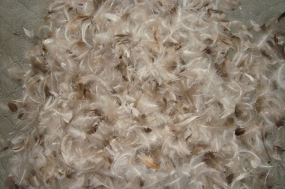 越南鴨毛進口報關(guān)沒有你想象得那么復(fù)雜