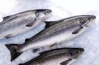 智利三文魚進口報關(guān)流程-19年冷凍水產(chǎn)品報關(guān)行