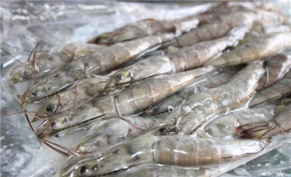 越南蝦進口報關流程技巧講解，get到了嗎