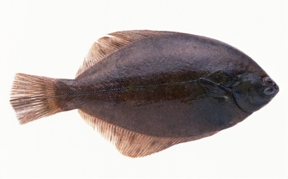 比目魚進(jìn)口報關(guān)你知道多少?