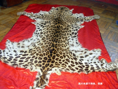 青島動物標(biāo)本進(jìn)口報關(guān)資料9樣_豹皮動物標(biāo)本通關(guān)