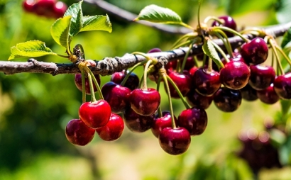 進(jìn)口櫻桃報(bào)關(guān)申報(bào)流程是怎樣的？