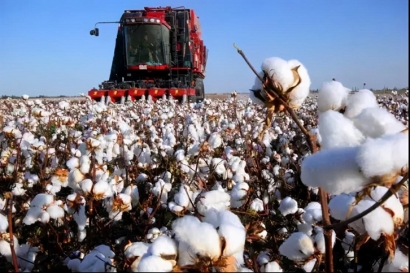 棉花進口報關流程及申報要素-17年進口報關經驗