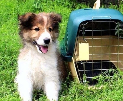 北京機(jī)場(chǎng)寵物進(jìn)口報(bào)關(guān)資料_回國(guó)寵物訂艙空運(yùn)費(fèi)用