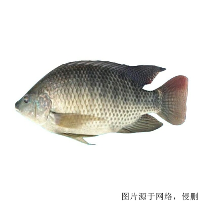 馬來西亞羅非魚進口清關流程怎么樣，流程詳解