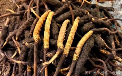 安徽進(jìn)口印度中藥材報關(guān)流程_印度準(zhǔn)予進(jìn)口藥材種類