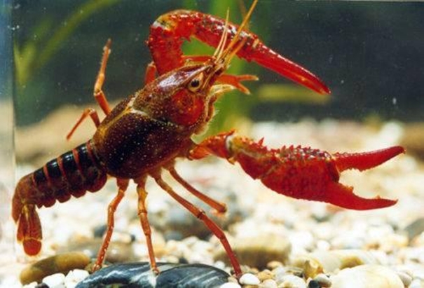 1630496395739698.jpg 上海進口活龍蝦報關(guān)