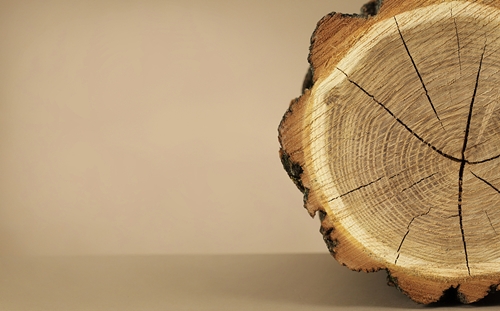 1598576747425075.jpg 刺槐木材進口清關代理