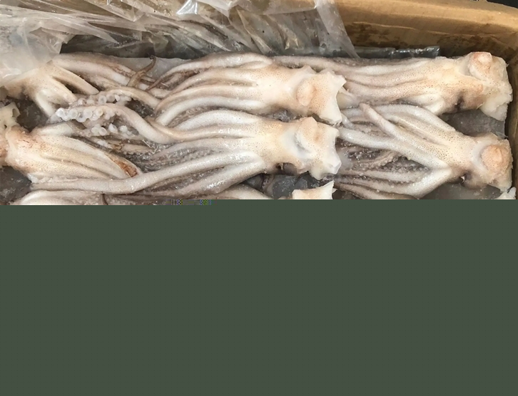 1651143653237839.jpg 冷凍魷魚進口報關_副本.jpg