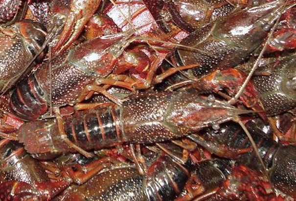 1630496373803384.jpg 上海進口活龍蝦報關(guān)