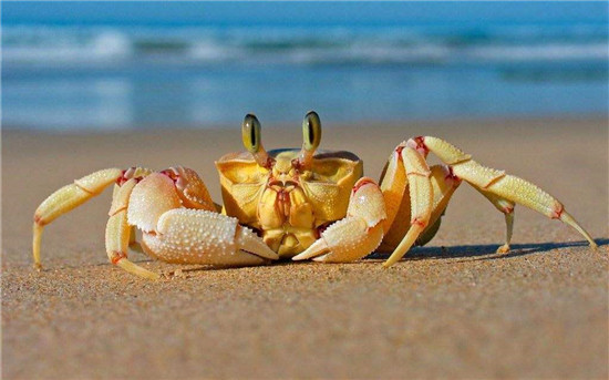 1583283330102826.jpg 進(jìn)口鮮活螃蟹報關(guān)清關(guān)