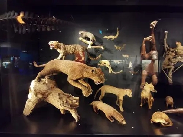 1638358728158483.jpg 廣州動物標(biāo)本進(jìn)口清關(guān)公司帶你了解標(biāo)本進(jìn)口.webp_副本.jpg