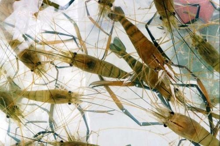 1656325313412308.jpg 深圳空運(yùn)進(jìn)口印尼海鮮報(bào)關(guān)_副本.jpg